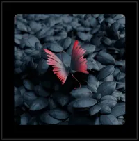 Photo Slide